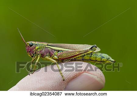 Stock Photo - "Marsh grasshopper (Mecostethus grossus), female, Moenchbruch nature reserve, Hesse, Germany, Europe". Fotosearch