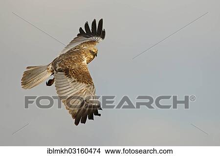 "Marsh Harrier (Circus aeruginosus) in flight, Feldberg Lake District, Feldberg - Mecklenburg, Mecklenburg-Western Pomerania, Germany, Europe" View Large Photo Image Picture - "Marsh Harrier (Circus aeruginosus) in flight, Feldberg Lake District, Feldberg - Mecklenburg, Mecklenburg-Western Pomerania, Germany, Europe". Fotosearch