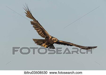 "Marsh Harrier (Circus aeruginosus) in flight, Burgenland, Austria, Europe" View Large Photo Image Stock Image - "Marsh Harrier (Circus aeruginosus) in flight, Burgenland, Austria, Europe". Fotosearch
