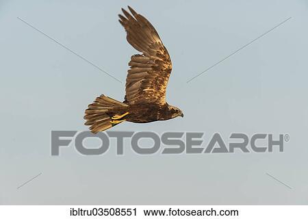 Stock Image - "Marsh Harrier (Circus aeruginosus) in flight, Burgenland, Austria, Europe". Fotosearch