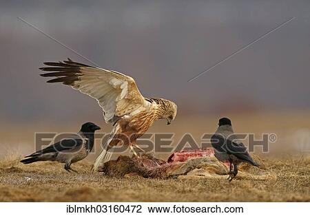 Stock Image - "Marsh Harrier (Circus aeruginosus), male, and Hooded Crows (Corvus corone cornix) with the carcass of a deer, Feldberg Lake District, Feldberg - Mecklenburg, Mecklenburg-Western Pomerania, Germany, Europe". Fotosearch