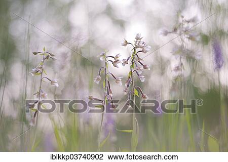 Stock Image - "Marsh Helleborine (Epipactis palustris) in a marsh area, Saxony-Anhalt, Germany, Europe". Fotosearch