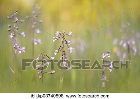 "Marsh Helleborine (Epipactis palustris) in a marsh area, Saxony-Anhalt, Germany, Europe" View Large Photo Image Stock Photo - "Marsh Helleborine (Epipactis palustris) in a marsh area, Saxony-Anhalt, Germany, Europe". Fotosearch