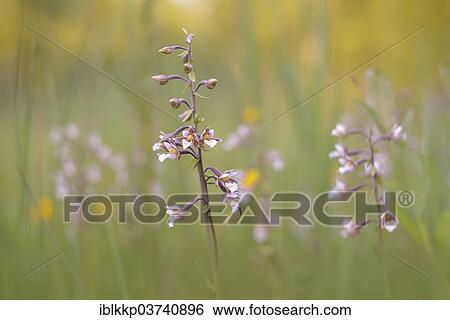 Stock Photograph - "Marsh Helleborine (Epipactis palustris) in a marsh area, Saxony-Anhalt, Germany, Europe". Fotosearch