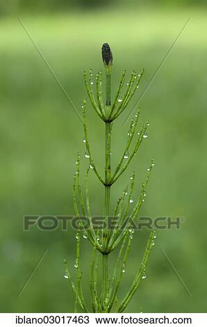 "Marsh Horsetail (Equisetum palustre), Austria, Europe" View Large Photo Image Stock Image - "Marsh Horsetail (Equisetum palustre), Austria, Europe". Fotosearch