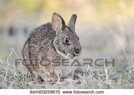 "Marsh Rabbit (Sylvilagus palustris paludicola), Myakka River State Park, Florida, United States, North America" View Large Photo Image Stock Image - "Marsh Rabbit (Sylvilagus palustris paludicola), Myakka River State Park, Florida, United States, North America". Fotosearch