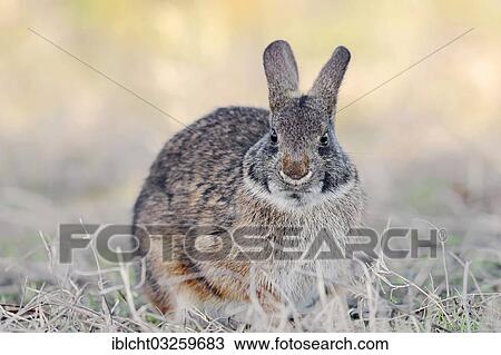 Stock Image - "Marsh Rabbit (Sylvilagus palustris paludicola), Myakka River State Park, Florida, United States, North America". Fotosearch