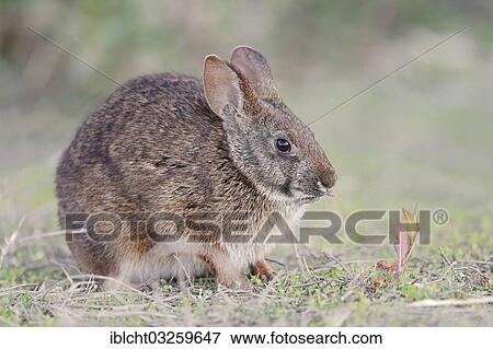 "Marsh Rabbit (Sylvilagus palustris paludicola), Myakka River State Park, Florida, United States, North America" View Large Photo Image Stock Photo - "Marsh Rabbit (Sylvilagus palustris paludicola), Myakka River State Park, Florida, United States, North America". Fotosearch