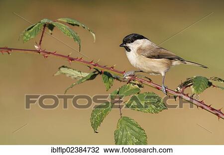 "Marsh Tit (Parus palustris), adult, perched on Bramble (Rubus fruticosus) stem, Leicestershire, England, United Kingdom, Europe" View Large Photo Image Stock Image - "Marsh Tit (Parus palustris), adult, perched on Bramble (Rubus fruticosus) stem, Leicestershire, England, United Kingdom, Europe". Fotosearch