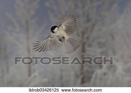 "Marsh Tit (Parus palustris) in flight, winter, Erfurt, Thuringia, Germany, Europe" View Large Photo Image Stock Photography - "Marsh Tit (Parus palustris) in flight, winter, Erfurt, Thuringia, Germany, Europe". Fotosearch