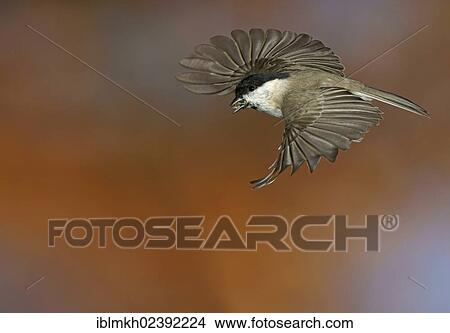 "Marsh Tit ( Parus palustris), in flight, Bad Hersfeld, Hesse, Germany, Europe" View Large Photo Image Picture - "Marsh Tit ( Parus palustris), in flight, Bad Hersfeld, Hesse, Germany, Europe". Fotosearch