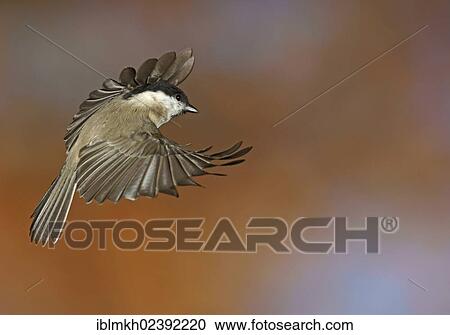 "Marsh Tit ( Parus palustris), in flight, Bad Hersfeld, Hesse, Germany, Europe" View Large Photo Image Stock Image - "Marsh Tit ( Parus palustris), in flight, Bad Hersfeld, Hesse, Germany, Europe". Fotosearch