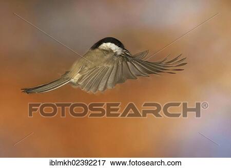 "Marsh Tit ( Parus palustris), in flight, Bad Hersfeld, Hesse, Germany, Europe" View Large Photo Image Stock Photo - "Marsh Tit ( Parus palustris), in flight, Bad Hersfeld, Hesse, Germany, Europe". Fotosearch