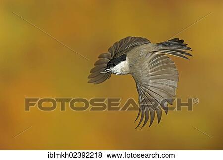 "Marsh Tit ( Parus palustris), in flight, Bad Hersfeld, Hesse, Germany, Europe" View Large Photo Image Stock Photo - "Marsh Tit ( Parus palustris), in flight, Bad Hersfeld, Hesse, Germany, Europe". Fotosearch