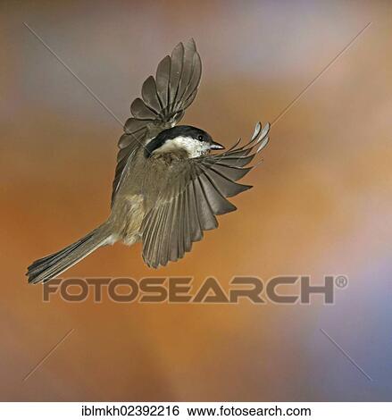 "Marsh Tit ( Parus palustris), in flight, Bad Hersfeld, Hesse, Germany, Europe" View Large Photo Image Stock Photograph - "Marsh Tit ( Parus palustris), in flight, Bad Hersfeld, Hesse, Germany, Europe". Fotosearch