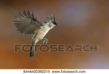 "Marsh Tit ( Parus palustris), in flight, Bad Hersfeld, Hesse, Germany, Europe" View Large Photo Image Stock Photography - "Marsh Tit ( Parus palustris), in flight, Bad Hersfeld, Hesse, Germany, Europe". Fotosearch