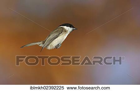 "Marsh Tit ( Parus palustris), in flight, Bad Hersfeld, Hesse, Germany, Europe" View Large Photo Image Stock Photography - "Marsh Tit ( Parus palustris), in flight, Bad Hersfeld, Hesse, Germany, Europe". Fotosearch