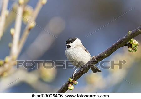 "Marsh Tit (Parus palustris), Fuldabruck, Fuldabruck, Hesse, Germany, Europe" View Large Photo Image Stock Photograph - "Marsh Tit (Parus palustris), Fuldabruck, Fuldabruck, Hesse, Germany, Europe". Fotosearch