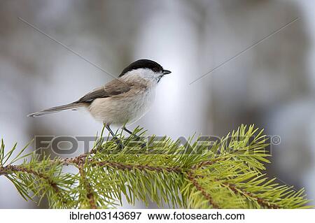 "Marsh Tit (Parus palustris), Terfens, Schwaz District, North Tirol, Tirol, Austria, Europe" View Large Photo Image Stock Photo - "Marsh Tit (Parus palustris), Terfens, Schwaz District, North Tirol, Tirol, Austria, Europe". Fotosearch
