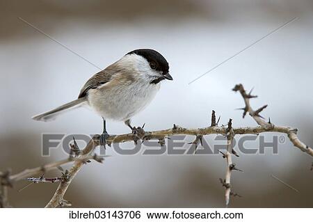 "Marsh Tit (Parus palustris), Terfens, Schwaz District, North Tirol, Tirol, Austria, Europe" View Large Photo Image Stock Photograph - "Marsh Tit (Parus palustris), Terfens, Schwaz District, North Tirol, Tirol, Austria, Europe". Fotosearch