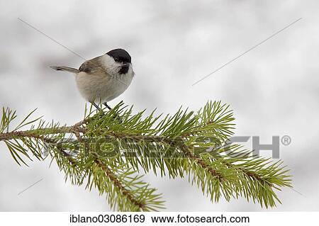 "Marsh Tit (Parus palustris), Tyrol, Austria, Europe" View Large Photo Image Stock Photo - "Marsh Tit (Parus palustris), Tyrol, Austria, Europe". Fotosearch
