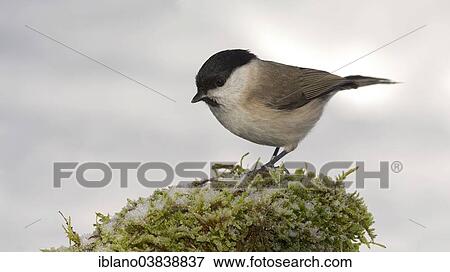 "Marsh Tit (Parus palustris), Tyrol, Austria, Europe" View Large Photo Image Stock Photo - "Marsh Tit (Parus palustris), Tyrol, Austria, Europe". Fotosearch