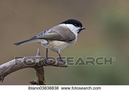 Stock Photo - "Marsh Tit (Parus palustris), Tyrol, Austria, Europe". Fotosearch