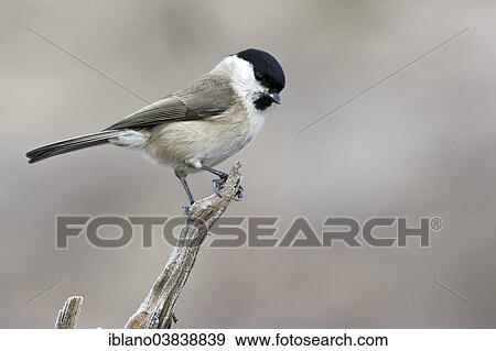 "Marsh Tit (Parus palustris), Tyrol, Austria, Europe" View Large Photo Image Stock Photo - "Marsh Tit (Parus palustris), Tyrol, Austria, Europe". Fotosearch