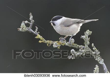 Stock Photograph - "Marsh Tit (Poecile palustris), Haren, Emsland, Lower Saxony, Germany, Europe". Fotosearch