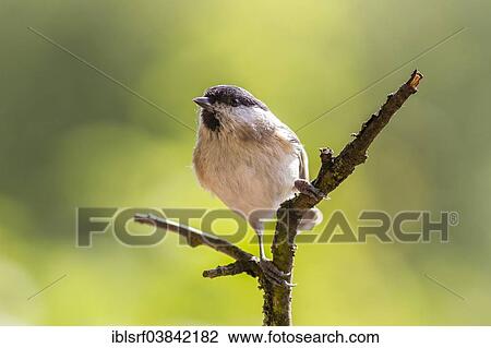 "Marsh Tit (Poecile palustris), Hesse, Germany, Europe" View Large Photo Image Stock Image - "Marsh Tit (Poecile palustris), Hesse, Germany, Europe". Fotosearch