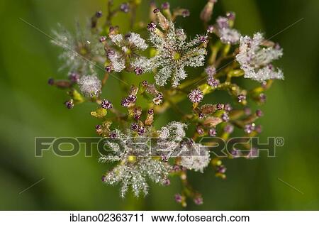 "Marsh valerian (Valeriana dioica), seed head, Filz, Woergl, Tyrol, Austria, Europe" View Large Photo Image Stock Image - "Marsh valerian (Valeriana dioica), seed head, Filz, Woergl, Tyrol, Austria, Europe". Fotosearch
