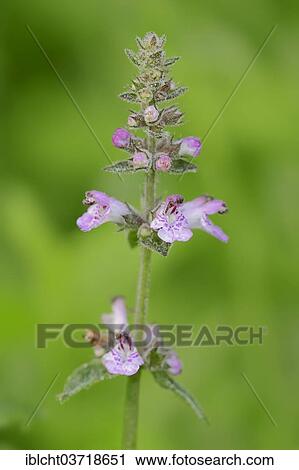 Stock Image - "Marsh Woundwort or Marsh Hedge-nettle (Stachys palustris), North Rhine-Westphalia, Germany, Europe". Fotosearch