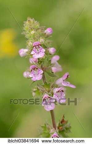 "Marsh Woundwort (Stachys palustris), North Rhine-Westphalia, Germany, Europe" View Large Photo Image Picture - "Marsh Woundwort (Stachys palustris), North Rhine-Westphalia, Germany, Europe". Fotosearch