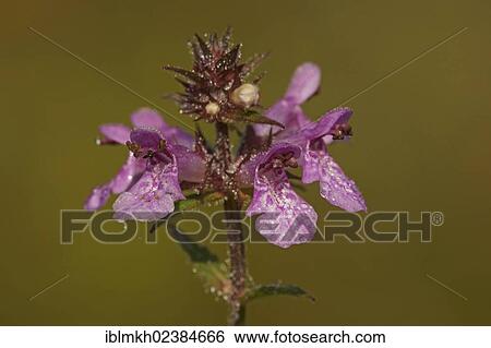 "Marsh Woundwort (Stachys palustris), Bad Hersfeld, Hesse, Germany, Europe" View Large Photo Image Stock Photograph - "Marsh Woundwort (Stachys palustris), Bad Hersfeld, Hesse, Germany, Europe". Fotosearch