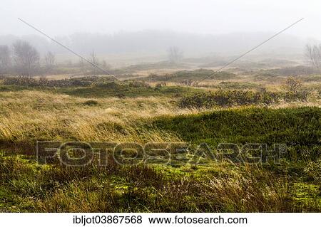 "Marshes in winter, Spiekeroog, East Frisia, Lower Saxony, Germany, Europe" View Large Photo Image Stock Photo - "Marshes in winter, Spiekeroog, East Frisia, Lower Saxony, Germany, Europe". Fotosearch