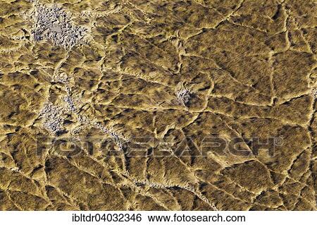 Stock Photograph - "Marshland with animal trails and little muddy pools, aerial view, Okavango Delta, Moremi Game Reserve, Botswana, Africa". Fotosearch