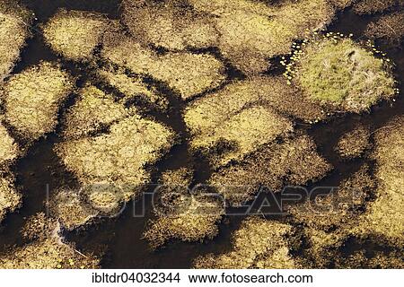 "Marshland with aquatic plants, aerial view, Okavango Delta, Moremi Game Reserve, Botswana, Africa" View Large Photo Image Picture - "Marshland with aquatic plants, aerial view, Okavango Delta, Moremi Game Reserve, Botswana, Africa". Fotosearch