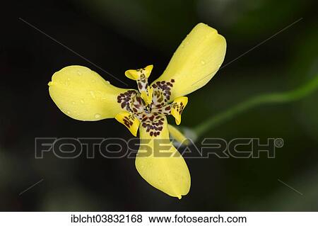 "Martinique Trimezia or Yellow Walking Iris (Trimezia martinicensis), flower, native to South America" View Large Photo Image Stock Photo - "Martinique Trimezia or Yellow Walking Iris (Trimezia martinicensis), flower, native to South America". Fotosearch