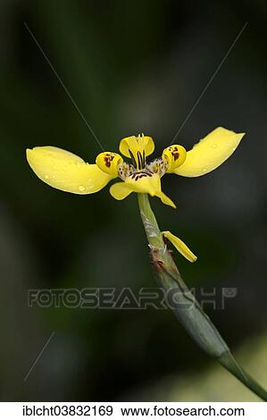 Stock Photo - "Martinique Trimezia or Yellow Walking Iris (Trimezia martinicensis), flower, native to South America". Fotosearch