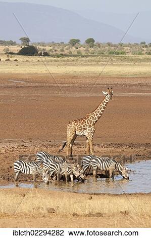 "Masai Giraffe (Giraffa camelopardalis tippelskirchi) and Grevy's Zebras (Equus grevyi) at a watering hole, Tsavo East, Kenya, Africa" View Large Photo Image Stock Image - "Masai Giraffe (Giraffa camelopardalis tippelskirchi) and Grevy's Zebras (Equus grevyi) at a watering hole, Tsavo East, Kenya, Africa". Fotosearch