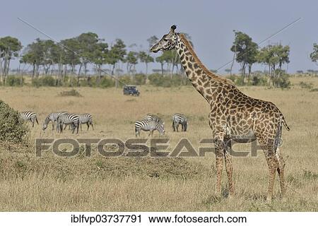 "Masai Giraffe (Giraffa camelopardalis tippelskirchi) and Burchell's zebra (Equus quagga), Massai Mara, Serengeti, Rift Valley province, Kenya, Africa" View Large Photo Image Stock Image - "Masai Giraffe (Giraffa camelopardalis tippelskirchi) and Burchell's zebra (Equus quagga), Massai Mara, Serengeti, Rift Valley province, Kenya, Africa". Fotosearch