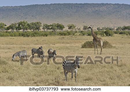 "Masai Giraffe (Giraffa camelopardalis tippelskirchi) and Burchell's zebra (Equus quagga), Massai Mara, Serengeti, Rift Valley province, Kenya, Africa" View Large Photo Image Stock Image - "Masai Giraffe (Giraffa camelopardalis tippelskirchi) and Burchell's zebra (Equus quagga), Massai Mara, Serengeti, Rift Valley province, Kenya, Africa". Fotosearch