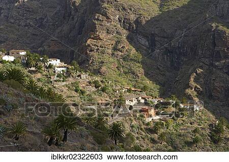 Stock Image - "Masca, Tenerife, Canary Islands, Spain, Europe". Fotosearch