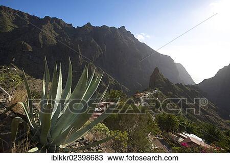 "Masca, Tenerife, Canary Islands, Spain, Europe" View Large Photo Image Stock Image - "Masca, Tenerife, Canary Islands, Spain, Europe". Fotosearch