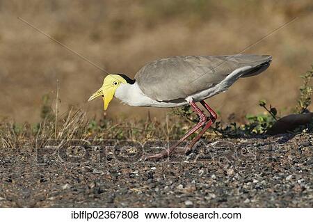 "Masked Lapwing (Vanellus miles), adult, foraging at road verge, Northern Territory, Australia, Oceania" View Large Photo Image Stock Photo - "Masked Lapwing (Vanellus miles), adult, foraging at road verge, Northern Territory, Australia, Oceania". Fotosearch
