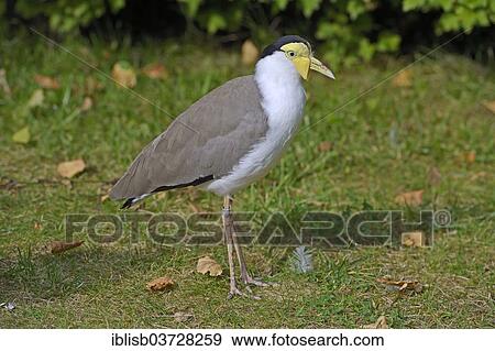 "Masked Lapwing (Vanellus miles), native to Australia, Mecklenburg-Western Pomerania, Germany, Europe" View Large Photo Image Stock Photo - "Masked Lapwing (Vanellus miles), native to Australia, Mecklenburg-Western Pomerania, Germany, Europe". Fotosearch
