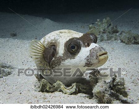 "Masked Puffer (Arothron diadematus), Mangrove Bay, Red Sea, Egypt, Africa" View Large Photo Image Picture - "Masked Puffer (Arothron diadematus), Mangrove Bay, Red Sea, Egypt, Africa". Fotosearch