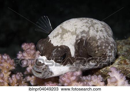 "Masked puffer (Arothron diadematus), resting at night on stony coral, Great Barrier Reef, Pacific, Australia, Oceania" View Large Photo Image Stock Image - "Masked puffer (Arothron diadematus), resting at night on stony coral, Great Barrier Reef, Pacific, Australia, Oceania". Fotosearch