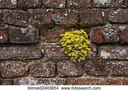 "Masonry wall with a flowering plant, Chateau de Olhain, moated castle, Olhain, Bruay-la-Buissiere, Via Francigena, Pas-de-Calais department, North Pas-de-Calais region, France, Europe" View Large Photo Image Picture - "Masonry wall with a flowering plant, Chateau de Olhain, moated castle, Olhain, Bruay-la-Buissiere, Via Francigena, Pas-de-Calais department, North Pas-de-Calais region, France, Europe". Fotosearch