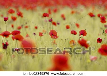 "Mass of Corn Poppy (Papaver rhoeas) in a field of Barley (Hordeum vulgare) near Elstal, Havelland, Brandenburg, Germany, Europe" View Large Photo Image Stock Photograph - "Mass of Corn Poppy (Papaver rhoeas) in a field of Barley (Hordeum vulgare) near Elstal, Havelland, Brandenburg, Germany, Europe". Fotosearch